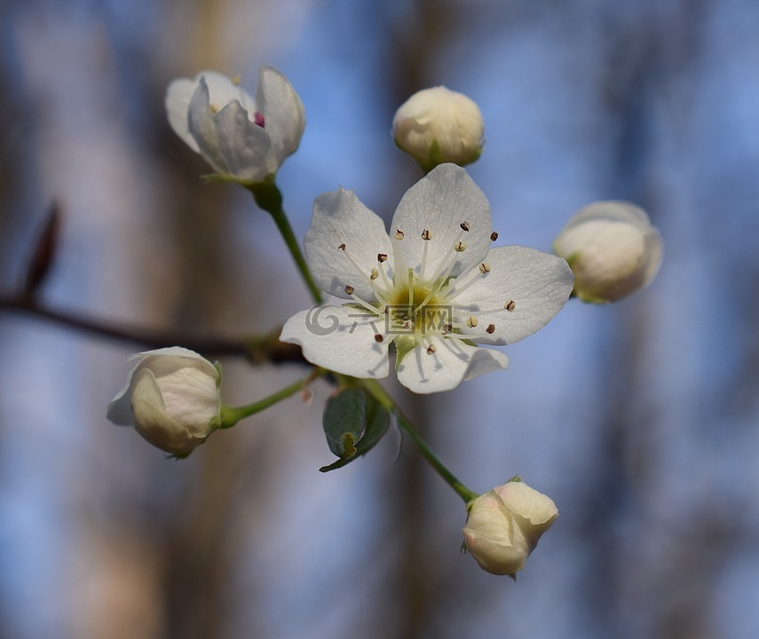 野櫻花,山櫻花,開花