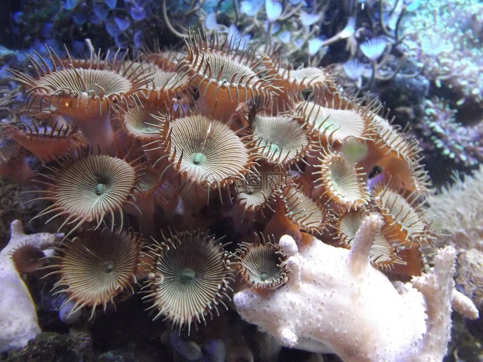 海葵,水族馆,动物