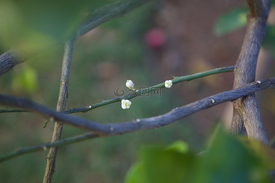 白花,性質(zhì),植物