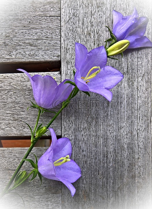 花,桔梗,灌木