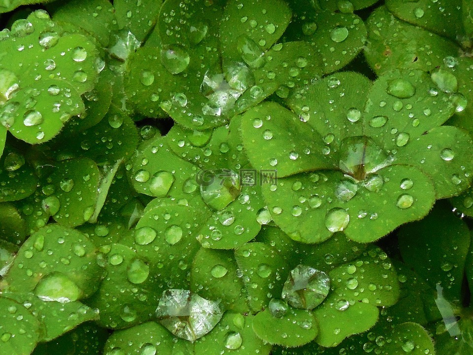 背景,三叶草,植物