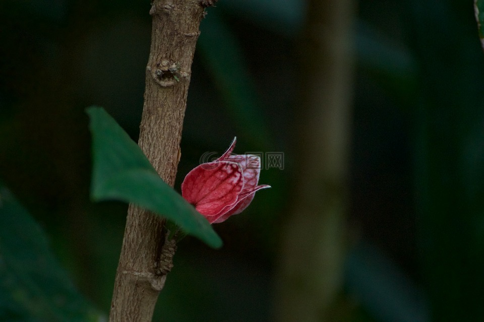 梅花,花,關(guān)閉