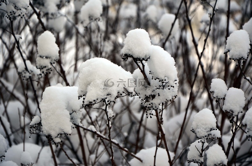 冬天,雪,布什