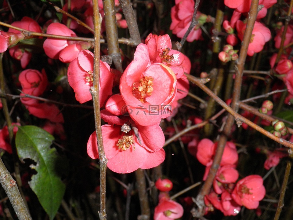 枝綻放,粉紅色的花朵,布什綻放