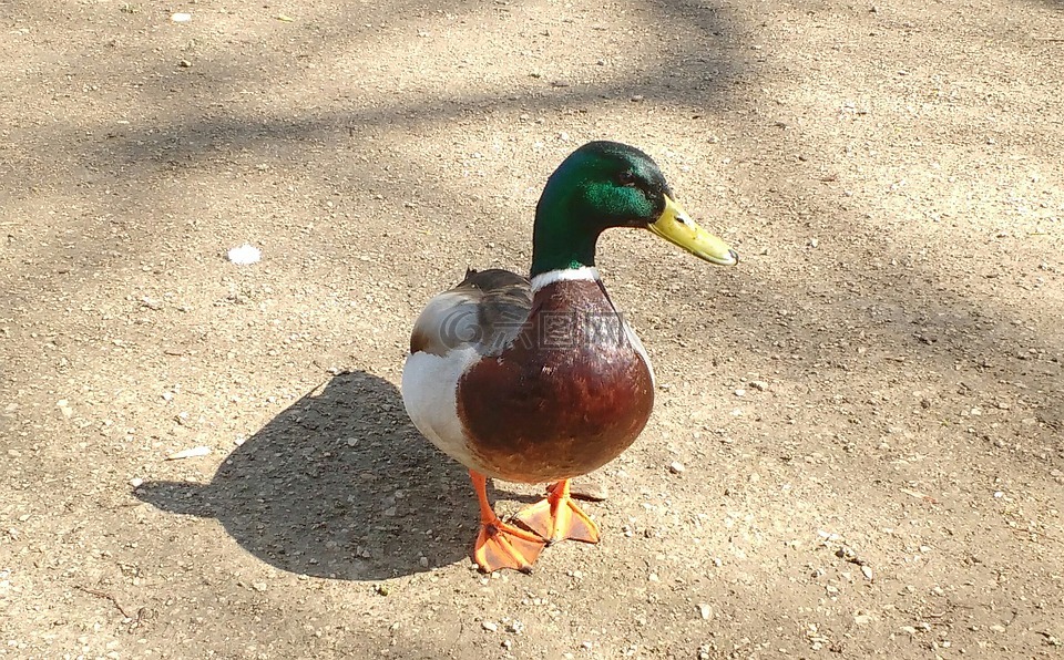 鴨,鳧,陰影