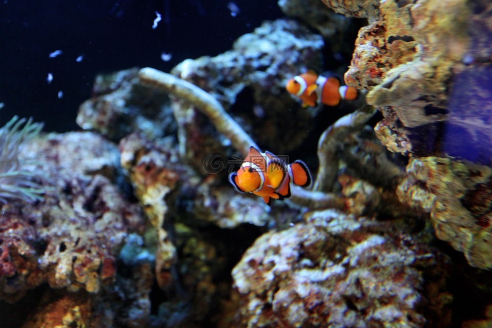 魚,水,動物世界
