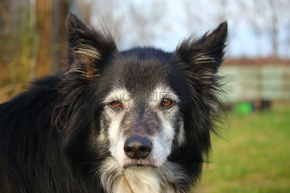 狗,邊境牧羊犬,英國牧羊犬