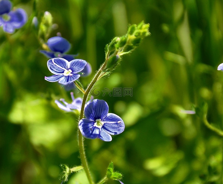 蓝色的花,草甸,夏季