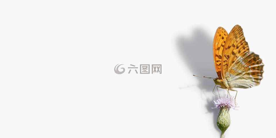 蝴蝶,弗里蒂,argynnis 波紋巴非蛤