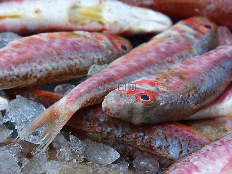 紅鯔魚(yú),白色的魚(yú),魚(yú)