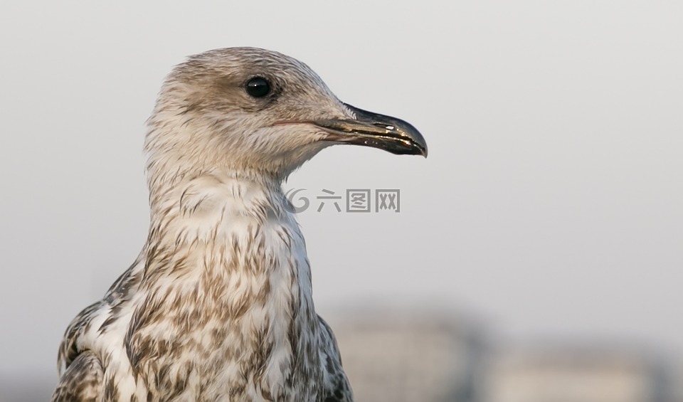 鳥,海鷗,動物