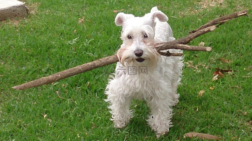 雪納瑞犬,狗,寵物