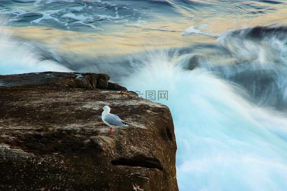 海鷗,鳥,野生動物