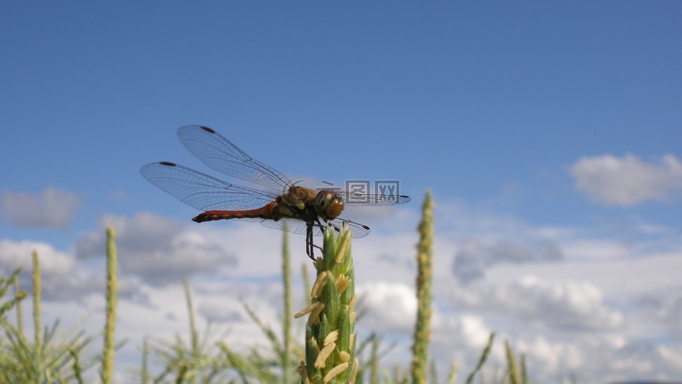 蜻蜓,昆蟲,自然