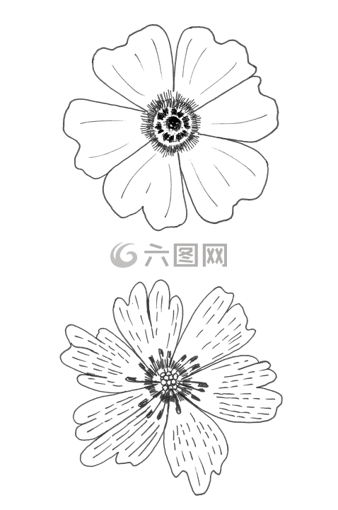 鮮花,01-02,圖形
