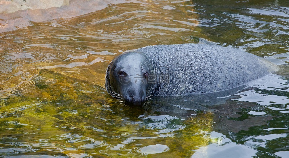 密封,游泳,水生動物