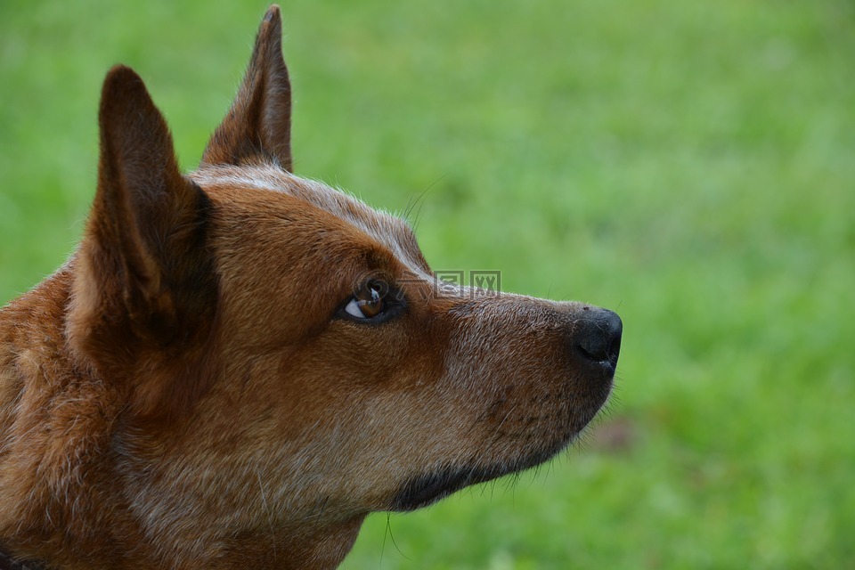 狗,寵物,澳洲牧牛犬