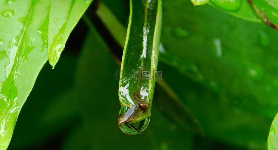 一滴水,雨后,關(guān)閉