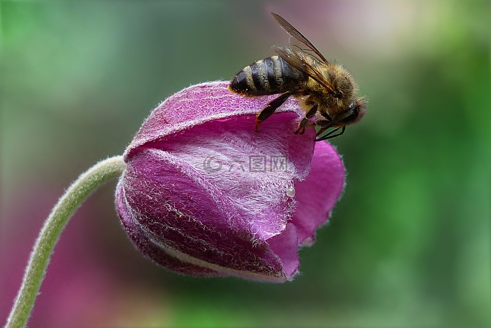 蜜蜂,api,昆蟲(chóng)
