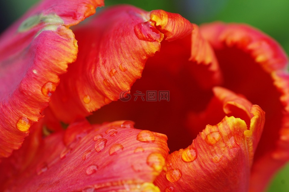 廠,開花,宏