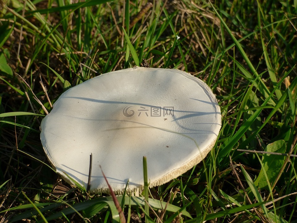 牛肝菌,海綿,草