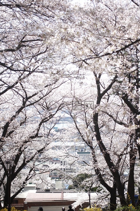 公園,春天的花朵,失焦