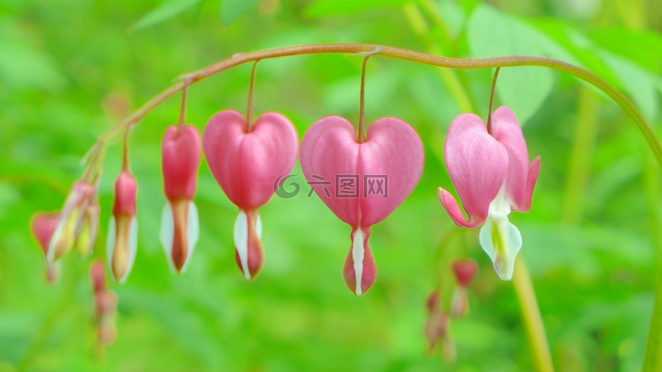 流血的心,粉红色,开花