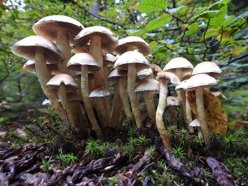 蘑菇,森林的地面,森林蘑菇
