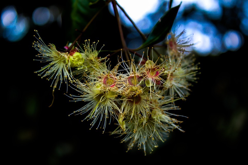 性質(zhì),植物,樹