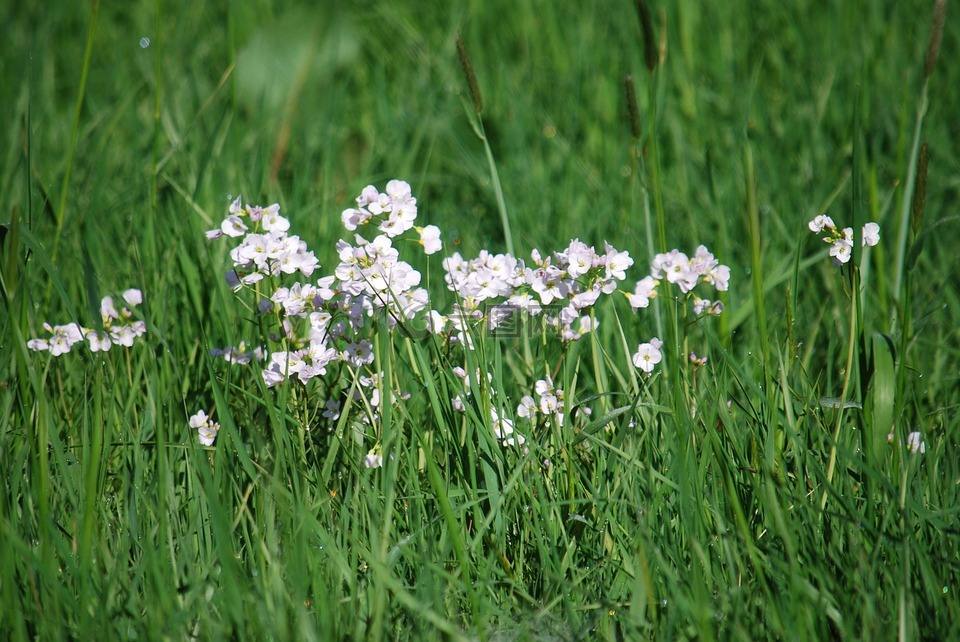 priaire,草,鮮花