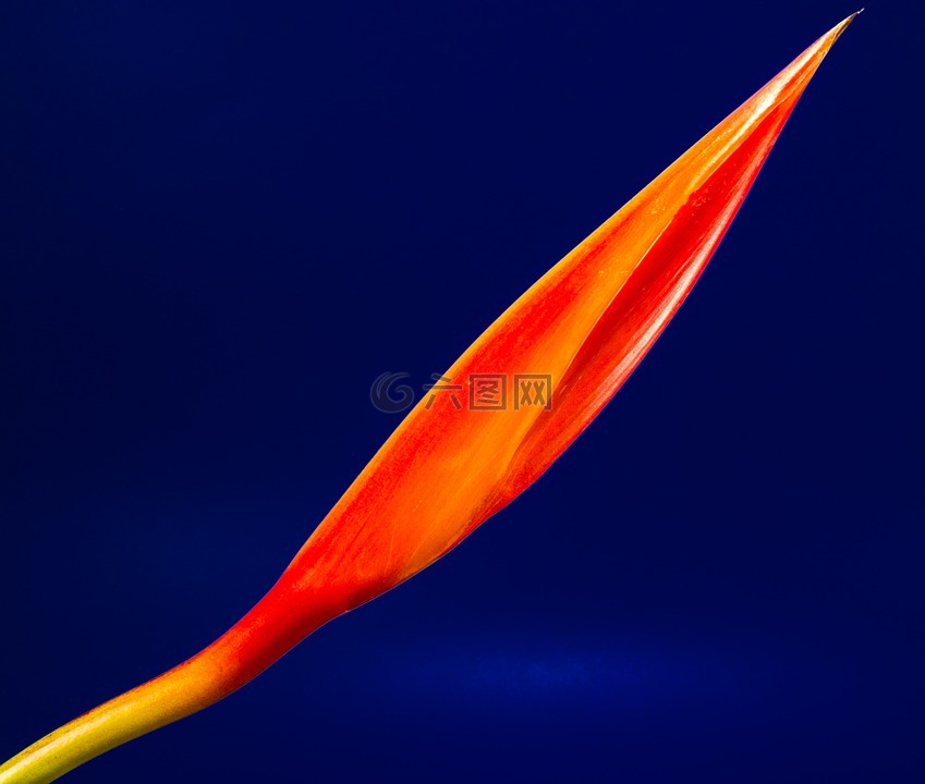 天堂鳥,開花,花