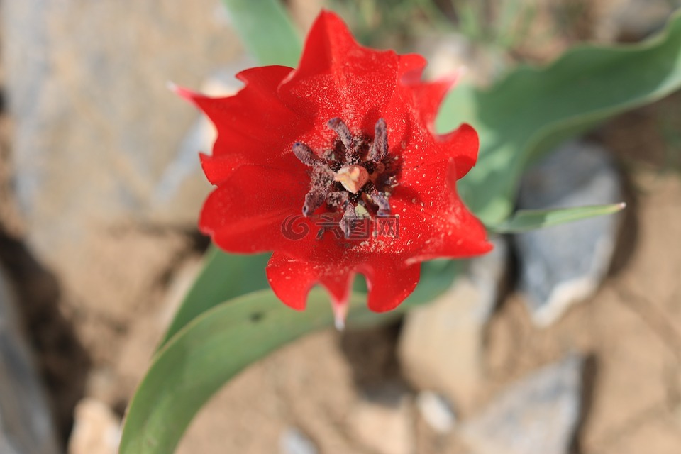綠色,紅色,花卉
