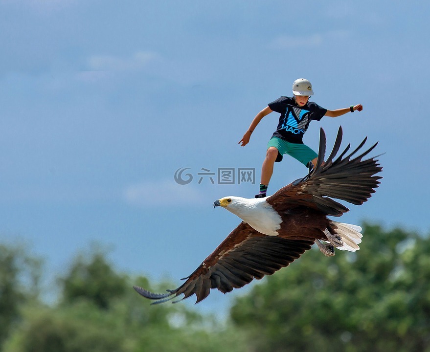 skatebirding,自由,鷹