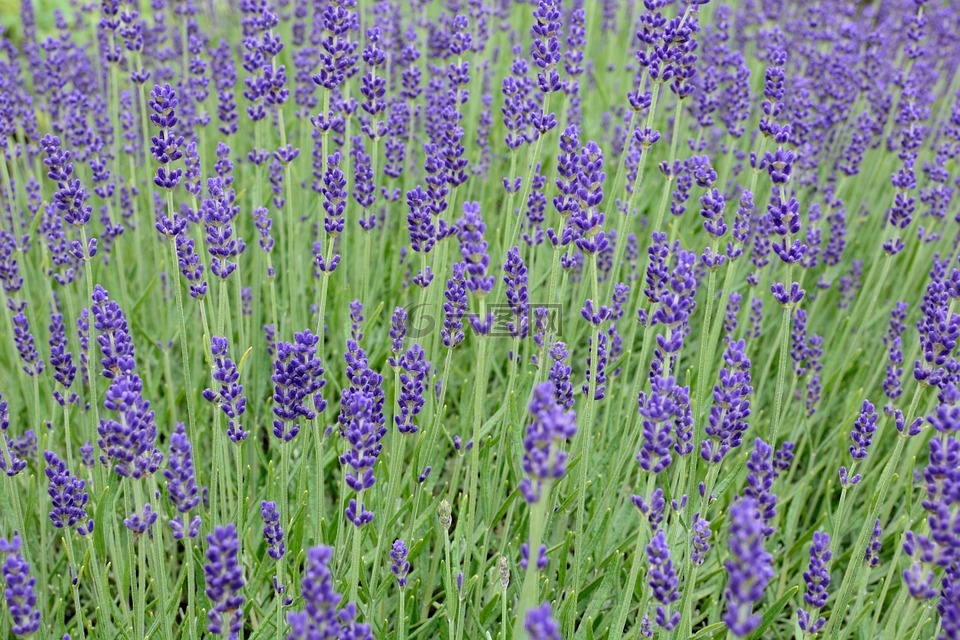 熏衣草,開花,紫