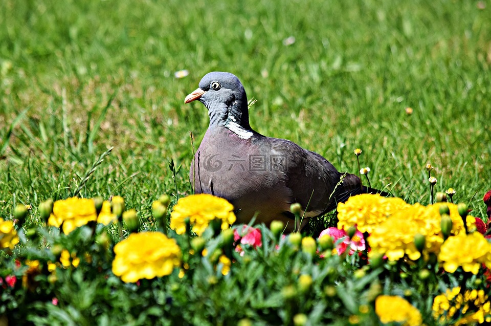 鴿子,鳥,公園