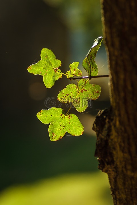 宏碁 monspessulanum,楓葉,楓木