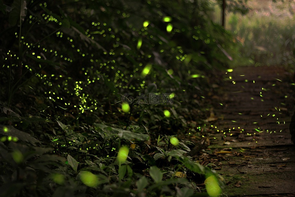 螢火蟲,森林,綠色