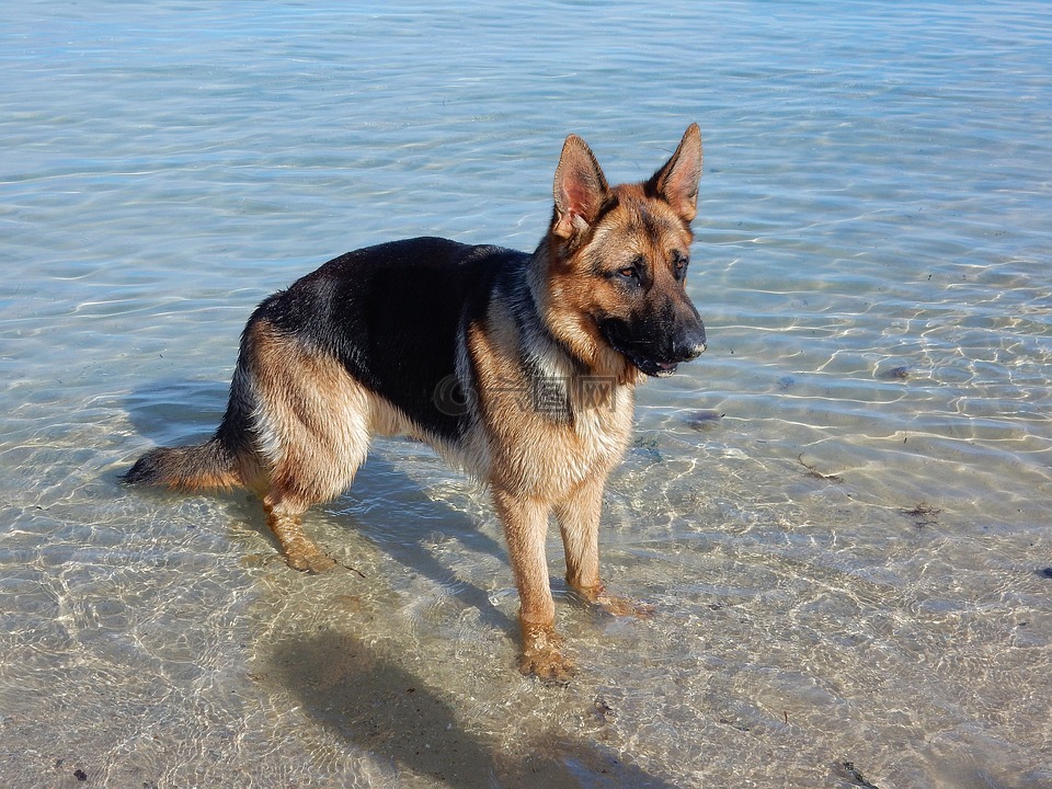 狗,德國(guó)牧羊犬,海灘