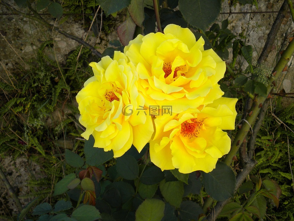 花,開花,玫瑰
