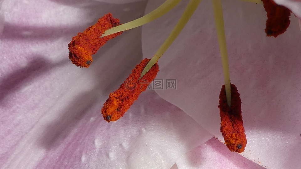蕊,開花,關(guān)閉