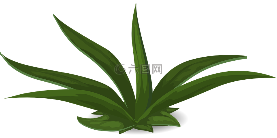 綠色,植物,葉菜類