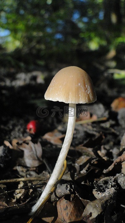 蘑菇,秋季,林地
