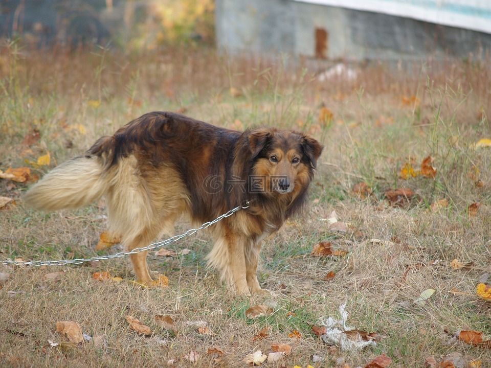 狗,牧羊犬,棕色