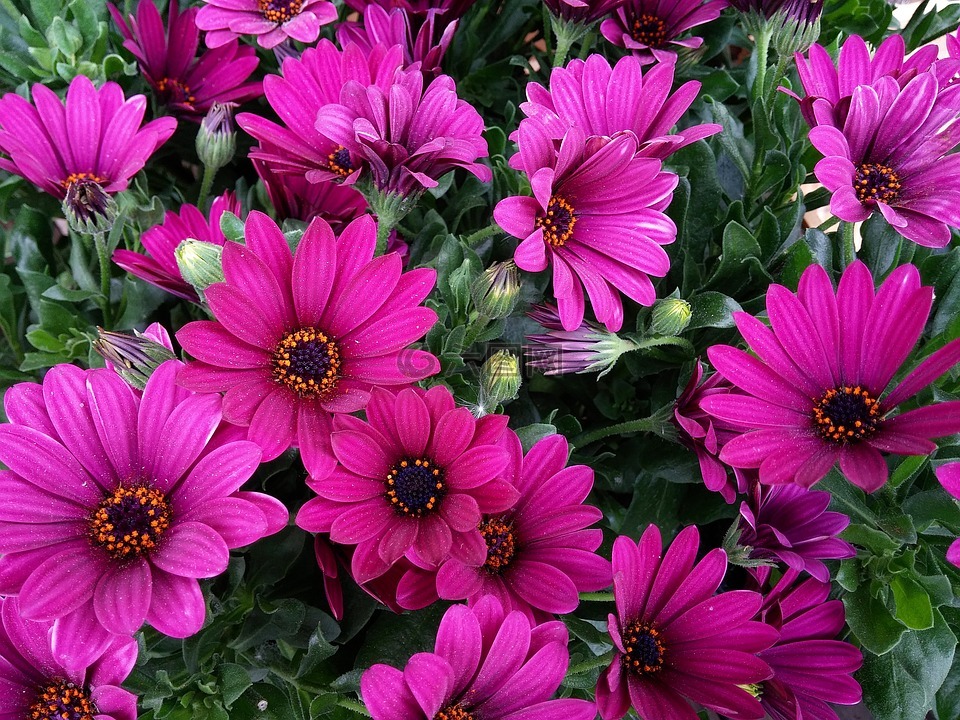 鮮花,雛菊,性質(zhì)