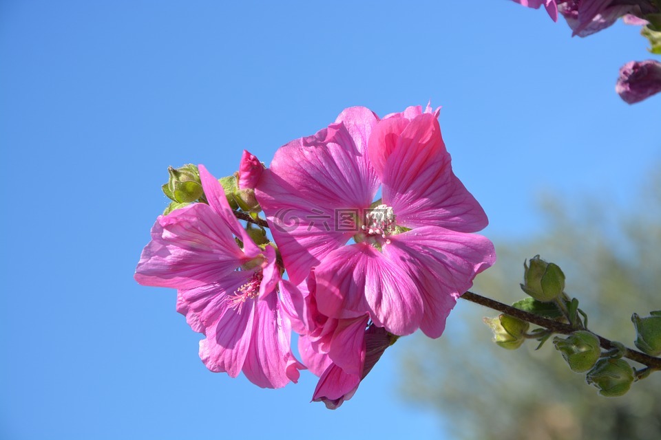 芙蓉花,粉红色的花朵,花瓣