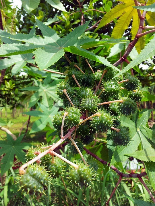 蓖麻种子植物