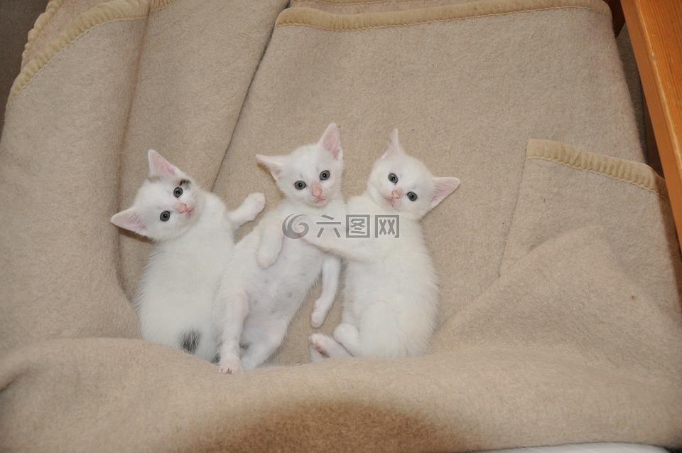动物,猫,国内的猫