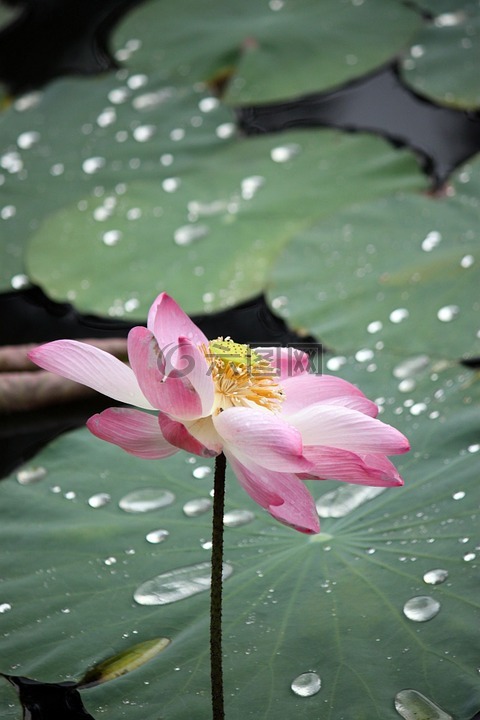 粉紅色,蓮花,鮮花