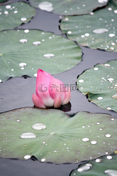 淡粉紅色蓮花,綠色的樹葉,老荷葉