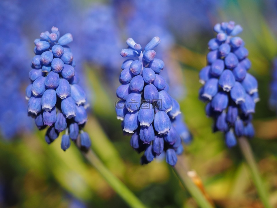 muscari,葡萄風信子,開花